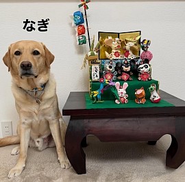 リニューアルしたゴンちゃん、なぎちゃん五月人形